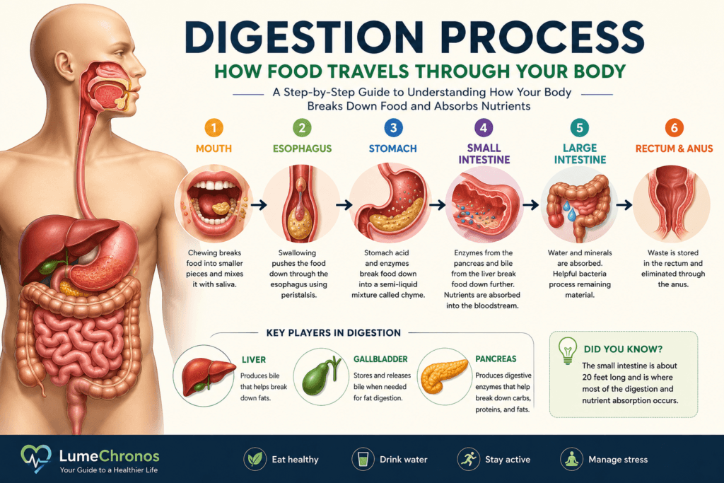 Digestion Process: Step-by-Step Guide to How Food Is Digested